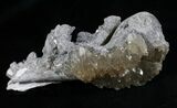 Crystalized Fossil Whelk - Inches #5790-2